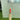 Gray Nicolls GNX1000 GEN 4.0 - EW. Cricket Bat
