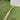 RNS Grand Master - EW. Cricket Bat