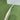 RNS MAX1 - EW. Cricket Bat