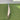 Gray Nicolls Stratos GNX800 - EW. Cricket Bat