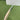 RNS V100  - EW. Cricket Bat